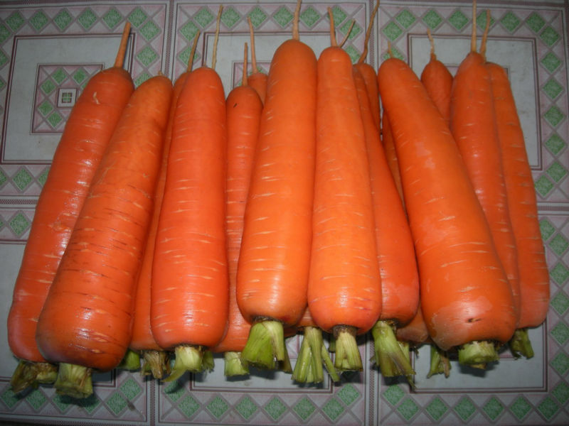 2014 new chinese carrot farm fresh