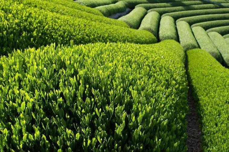 2014 New Batch! Various Specification of Green Tea Extract
