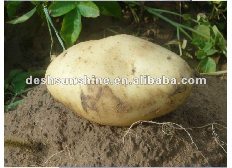 2012 new crop types of potatoes price for sale