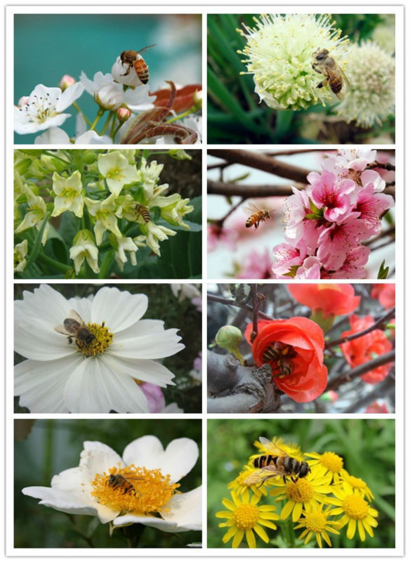 honey|ployflora honey|bulk honey