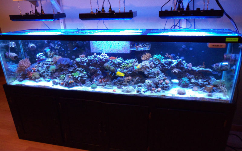 Full Spectrum Led Lights Sea Star Aquariums 201801290356090692 Jpg