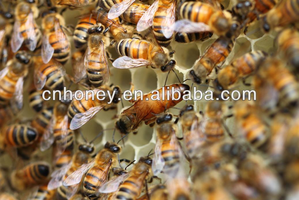 raw box package combed honey