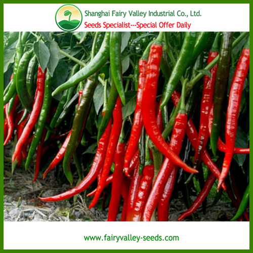 Red and Green Cayenne Pepper Seeds -Spicy Show No.6