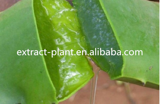 solvent extraction aloe vera extract