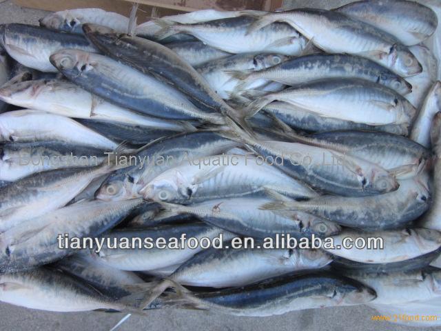 Fresh frozen sardine for can