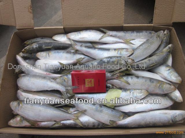 Fresh frozen sardine for can