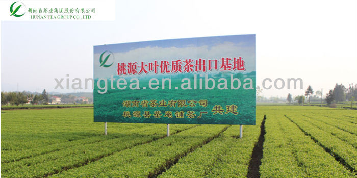 New spring green tea gunpowder 3505 bulk tea
