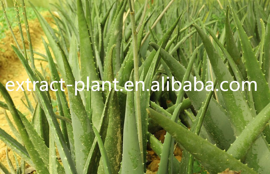 solvent extraction aloe vera extract