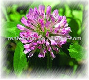 Natural Red Clover Extract 8%~40%Isoflavones