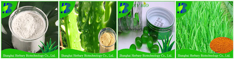 Pure natural aloe vera leaf powder/aloe vera extract manufacturer supply