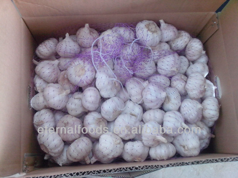 EXPORT fresh purple garlic