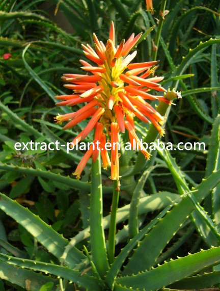 solvent extraction aloe vera extract