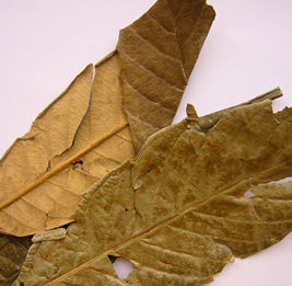 ursolic acid 98%