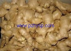 2012 Fresh Ginger in Pizhou Huaiyin Food
