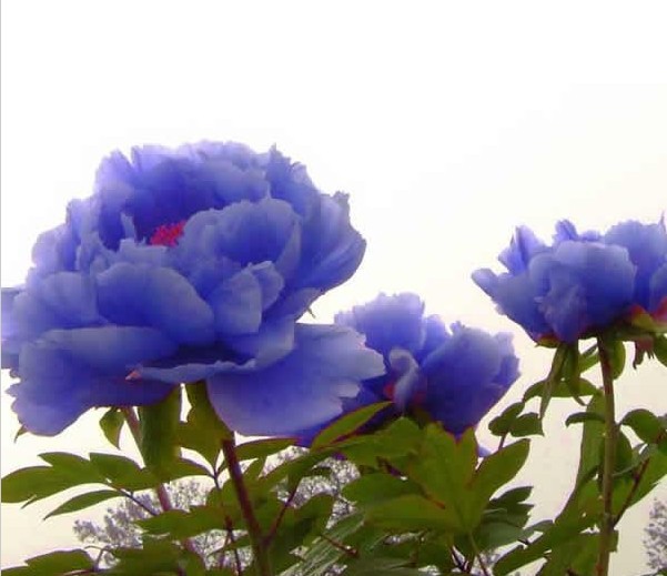 jardim rosas de saron:Blue Peonies Flowers jardim rosas de saron:Blue Peonies Flowers