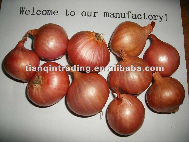 Small Red Onion