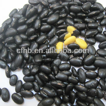 Round shape yellow kernels black beans