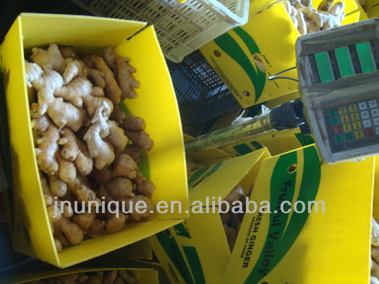 importers of spices yellow ginger crops/ plant tissue culture labs