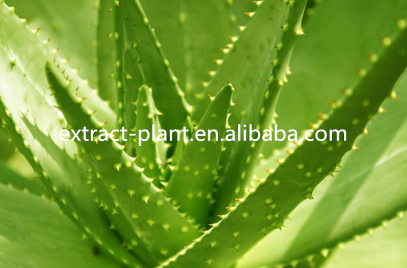solvent extraction aloe vera extract