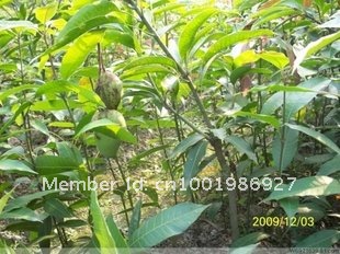 Bonsai Mango Tree
