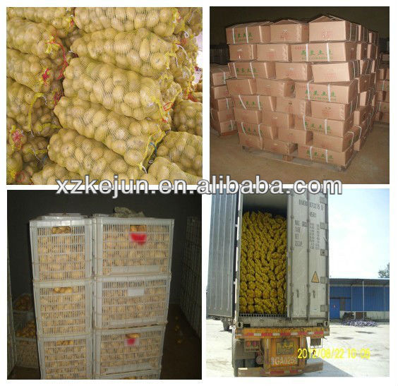 Sweet fresh Holland potato for exporting