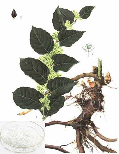 Natural Polygonum cuspidatum root extract 98%Resveratrol