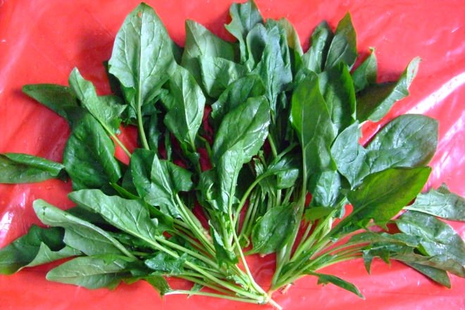 2013 Chopped IQF spinach with FDA,KOSHER,HACCP