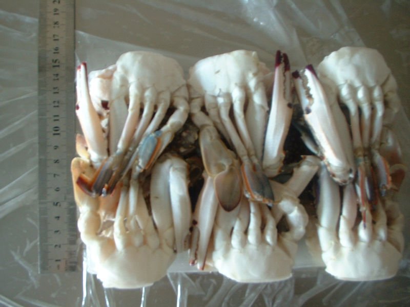 seafood and frozen sea crab