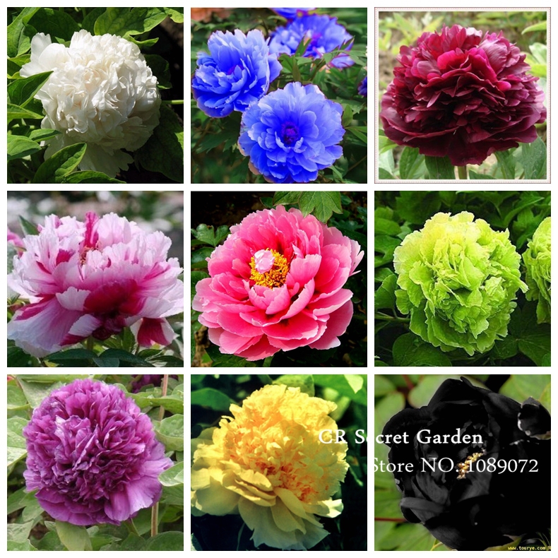 jardim rosas de saron: de flores plantadores de DIY jardim de casa de confiança sementes de jardim rosas de saron: de flores plantadores de DIY jardim de casa de confiança sementes de