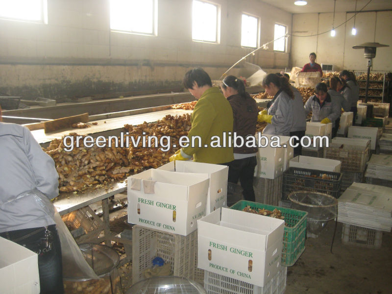 2013 new fresh ginger in good condition