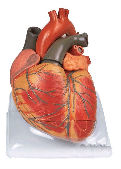 Adult Human Heart 48