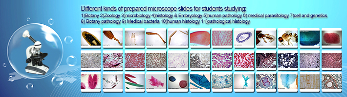 高品質の子供学習生物学実験室機器準備された顕微鏡スライド、 松葉t。 s。問屋・仕入れ・卸・卸売り