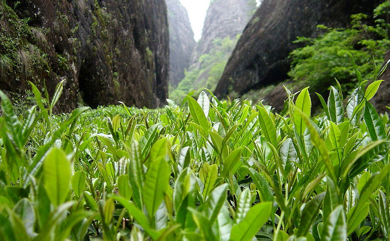 Oolong Tea,Big Red Robe,Dahongpao Oolong Tea,Wuyi Cliff Tea
