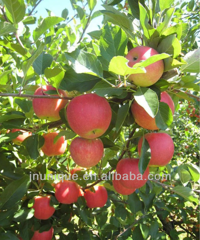 bulk apples,fresh apple fruit for sale