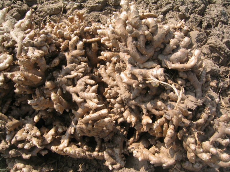 Fresh Ginger With Special Price New Crop 2013