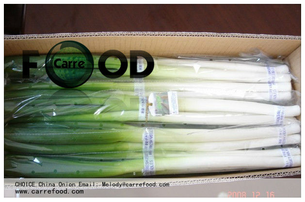 Green Chinese onion OWN FARM 10kg