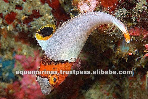 61 cat_marine_wrasse086r_l