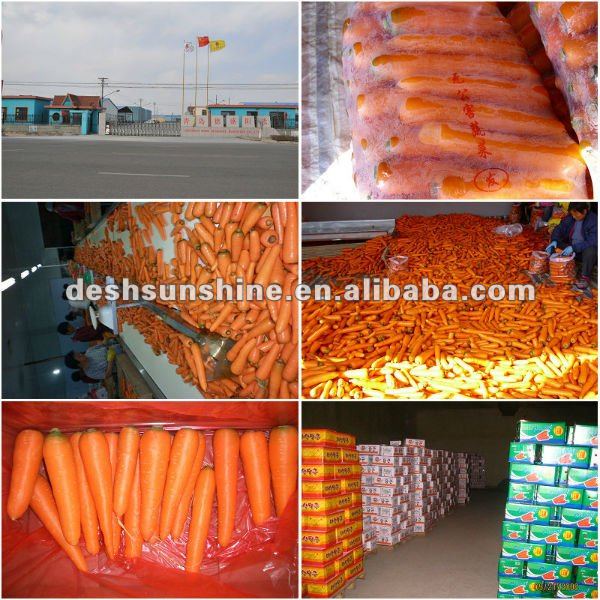 2012 New crop specifications of fresh carrots(S,M,L)