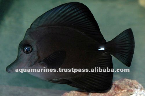 63 cat_marine_sailfintang_black_l