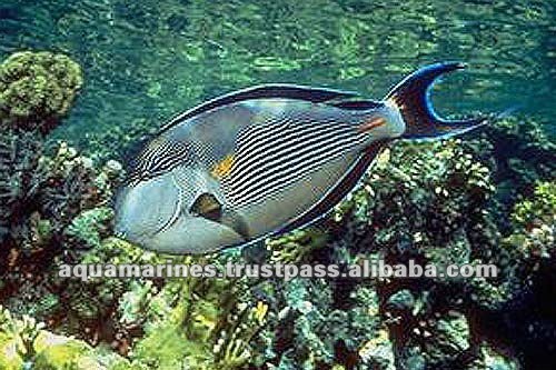 64 cat_marine_redseafish_626a
