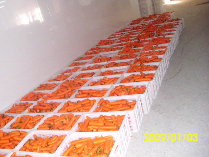 2014 new crop fresh carrot