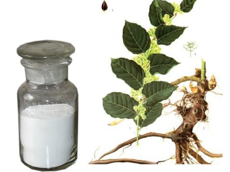 Polygonum Cuspidatum Extract Resveratrol Bulk Powder