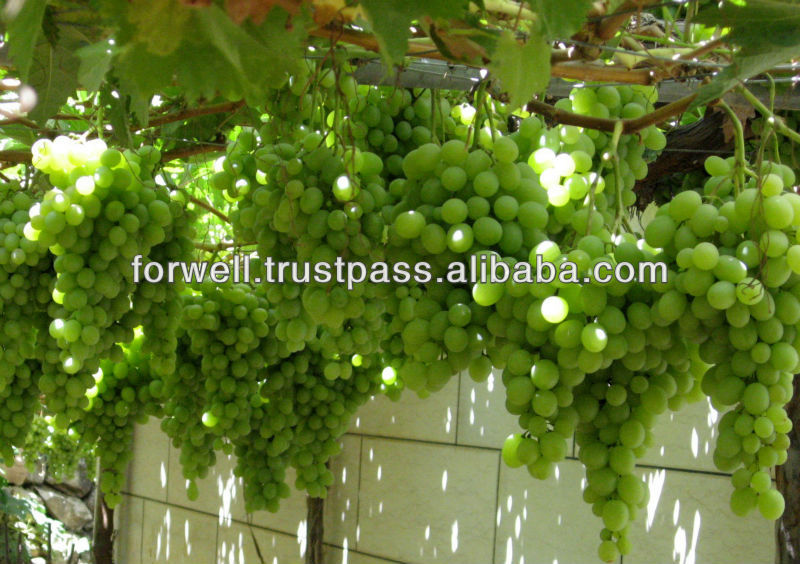GRAPES ( Seedlees & Seeded ) ( Red & Green )
