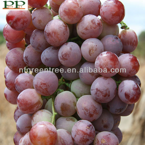 China nutritious red flame grapes