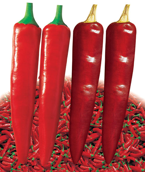 Black Iron Sheet-Hybrid Red Hot Chili Seeds/Pepper Seeds For Growing-It's Dry Chili Can For Color Extraction