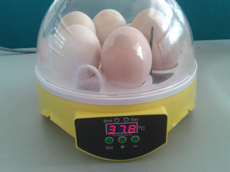  Automatic Small Size antique chicken incubator with 7 Eggs For Sale