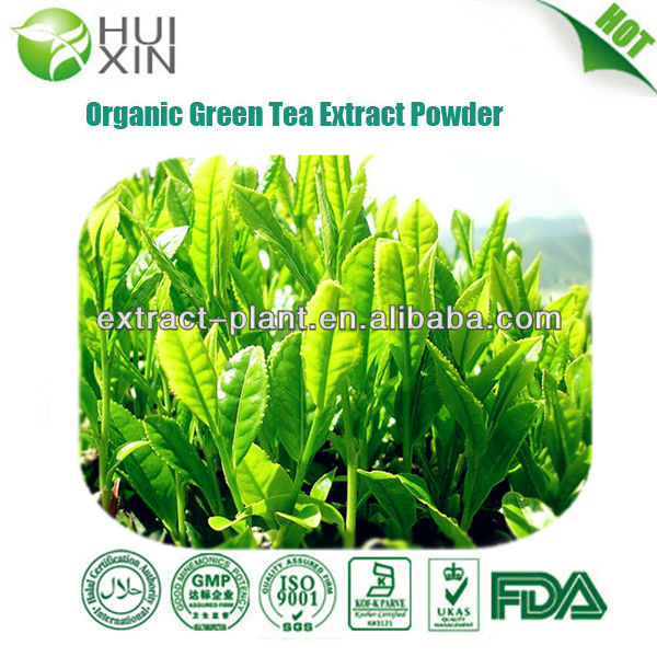 Catechin powder green tea extract