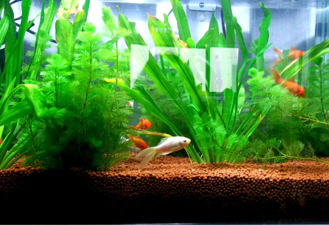 粘土ペレットエキスパンド成長メディア水耕栽培植物のための問屋・仕入れ・卸・卸売り