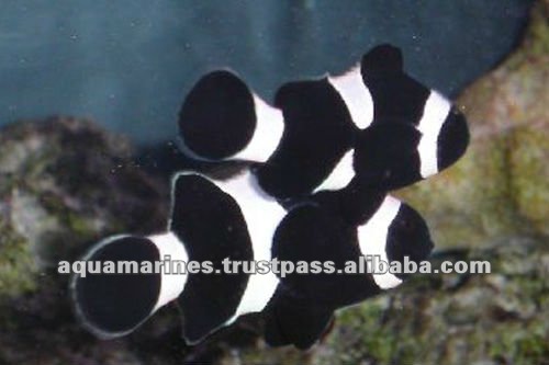74 cat_marine_Tank-Bred---New-Catergory_Black-Nemo-Clown_l