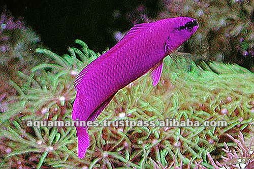 75 cat_marine_redseafish_645a